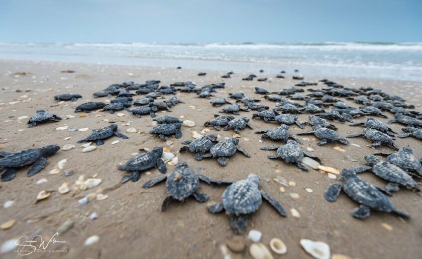 Dozens of Kemp’s ridley sea turtle hatchlings make their way to the waters of the Gulf of Mexico at Padre Island National Seashore. Public releases of the tiny turtles have been canceled for the summer due to concerns over the spread of COVID-19. Photo Courtesy PINS/Sue Wolfe