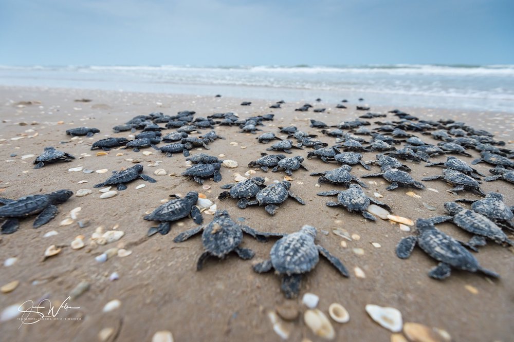 Dozens of Kemp’s ridley sea turtle hatchlings make their way to the waters of the Gulf of Mexico at Padre Island National Seashore. Public releases of the tiny turtles have been canceled for the summer due to concerns over the spread of COVID-19. Photo Courtesy PINS/Sue Wolfe