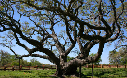 The Big Tree at Goose Island State Park is thought to be more than 1,000 years old. Courtesy photo