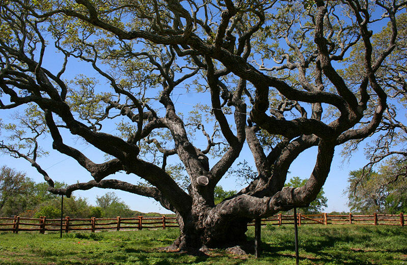 The Big Tree at Goose Island State Park is thought to be more than 1,000 years old. Courtesy photo