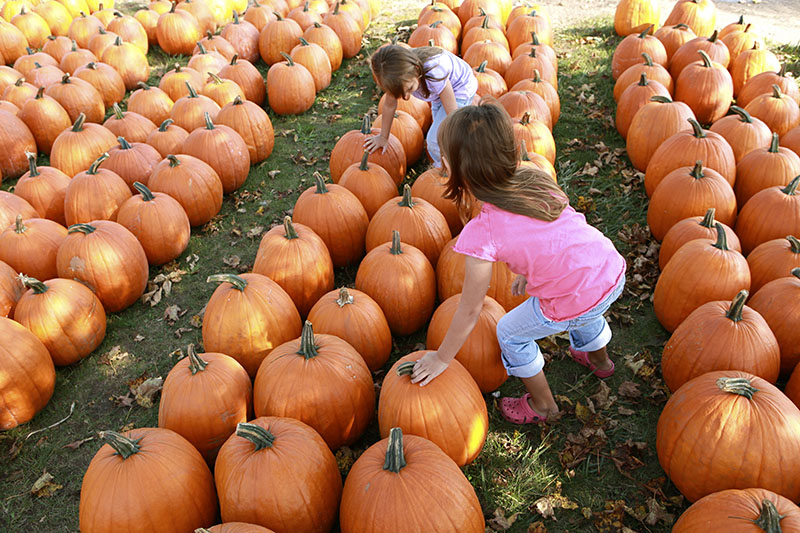 Visit a pumpkin patch in Corpus Christi this Fall.