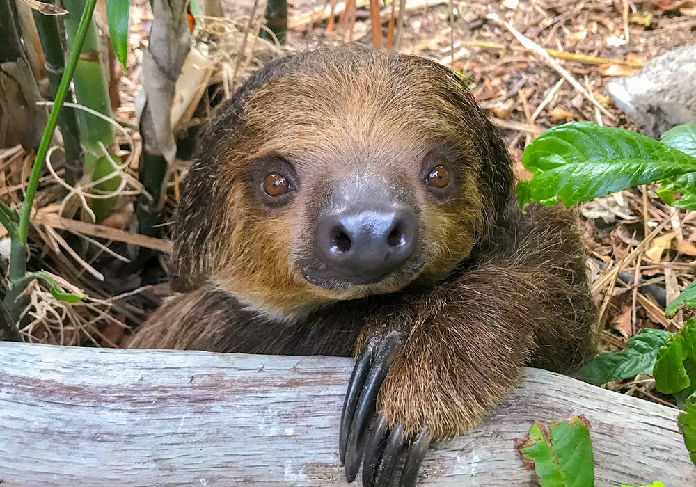 Chico is a Linnaeus’s two-toed sloth, native to the forest canopies of South America. The young sloth arrived in the jungle at Texas State Aquarium’s Caribbean Journey in January. Photo courtesy of Texas State Aquarium