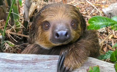 Chico is a Linnaeus’s two-toed sloth, native to the forest canopies of South America. The young sloth arrived in the jungle at Texas State Aquarium’s Caribbean Journey in January. Photo courtesy of Texas State Aquarium