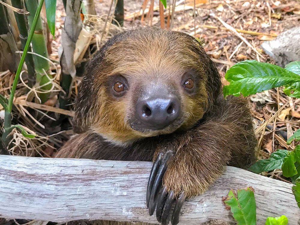 Chico is a Linnaeus’s two-toed sloth, native to the forest canopies of South America. The young sloth arrived in the jungle at Texas State Aquarium’s Caribbean Journey in January. Photo courtesy of Texas State Aquarium