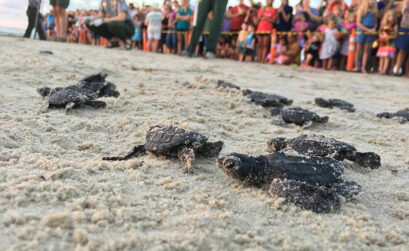 Turtle enthusiasts gather to watch the release of hundreds of Kemp's ridley hatchlings at Padre Island National Seashore in Corpus Christi. Photo courtesy of NPS