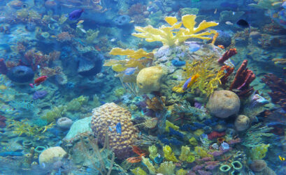 The Texas State Aquarium receives 4-star rating for four years in a row for its exceptional fundraising. Courtesy photo