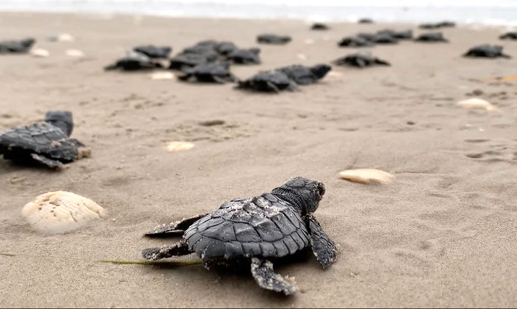 Kemp’s ridley sea turtle hatchlings makes their way to the Gulf of Mexico from Padre Island National Seashore. PINS is considering a management plan that could affect public access to hatchling releases.