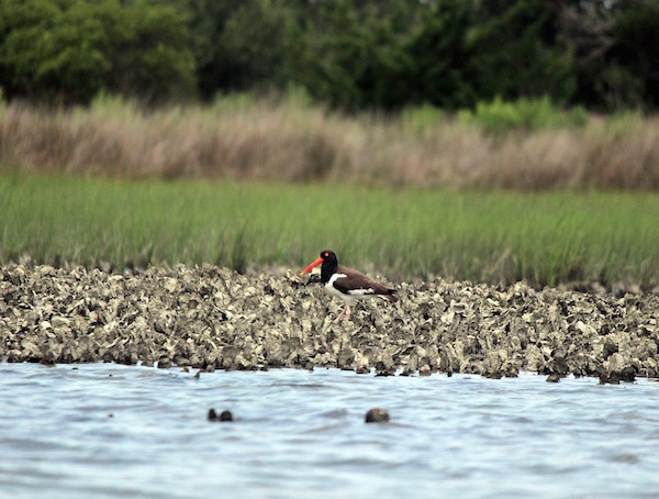 An oystercatcher looks for lunch in an oyster bed in the Coastal Bend. Copano Bay in Rockport-Fulton has been closed to commercial oystering for now due to insufficient numbers of 3 inch and bigger oysters.