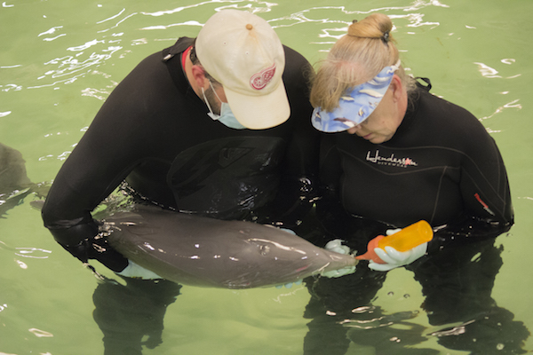 Bea, a juvenile Atlantic bottlenose dolphin calf, has bonded with her caretakers after spending a month at the Texas State Aquarium’s Second Chances Wildlife Rehabilitation facility. SeaLab staff said she’s healthy and in good spirits. Courtesy Photo