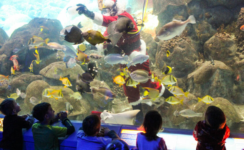 Santa scuba dives in the Flower Gardens exhibit at the Texas State Aquarium at 10 a.m. daily from Dec. 17-24. Photo courtesy of the Texas State Aquarium