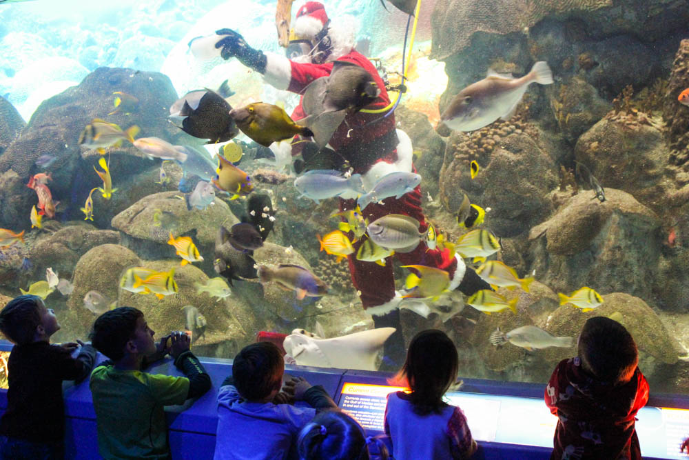 Santa scuba dives in the Flower Gardens exhibit at the Texas State Aquarium at 10 a.m. daily from Dec. 17-24. Photo courtesy of the Texas State Aquarium