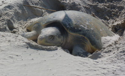 Sea turtle nesting season runs from April 1 through July 15 in the Coastal Bend. The season peaks in May. Courtesy photo