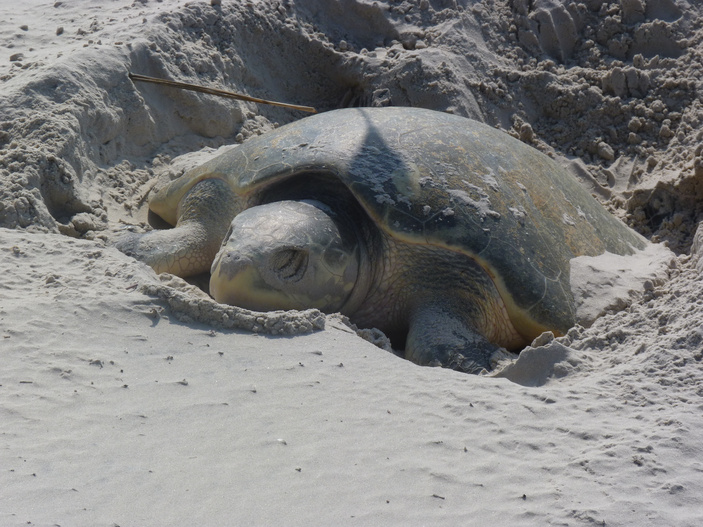 Sea turtle nesting season runs from April 1 through July 15 in the Coastal Bend. The season peaks in May. Courtesy photo