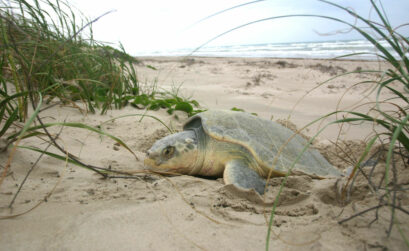 Female endangered Kemp’s ridley sea turtles nest on the Padre Island National Seashore. The eggs are harvested by a division of the park to protect them and released as hatchlings to increase their life expectancy. Photo courtesy of PINS