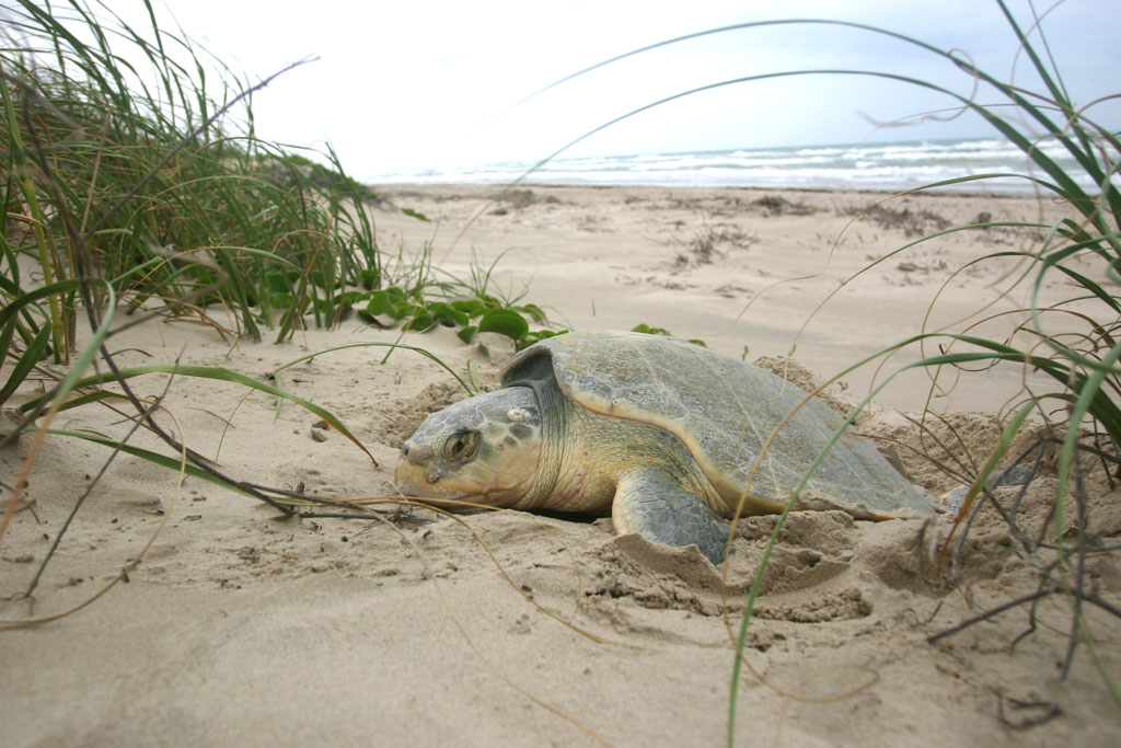 Female endangered Kemp’s ridley sea turtles nest on the Padre Island National Seashore. The eggs are harvested by a division of the park to protect them and released as hatchlings to increase their life expectancy. Photo courtesy of PINS