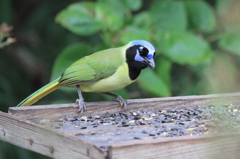 Bird enthusiasts Robin and Denny Dennis took some excellent shots of brightly colored birds on a recent trip to Coastal Bend. Photo by Denny Dennis