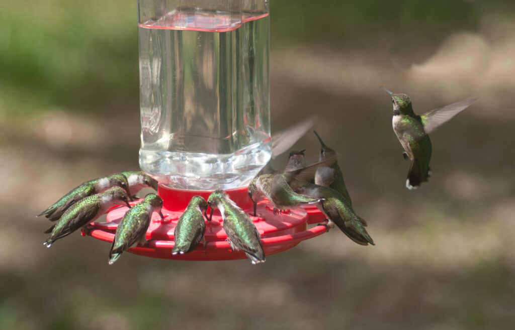 Did you know a hummingbird weighs less than an envelope? See these beautiful tiny colubris at the 30th annual Hummerbird Celebration in Rockport. Photo courtesy of Rockport-Fulton Chamber of Commerce