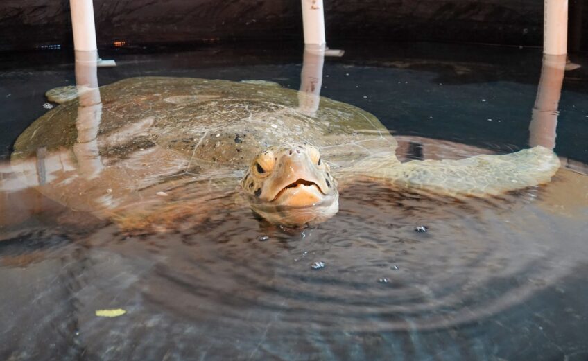 Guapo is the largest sea turtle ever rescued by the Texas State Aquarium. Go behind the scenes to learn about all of the creatures at the aquarium with daily live feeds on Facebook. Feeds begin at 11:50 a.m. and last about 25 minutes. Courtesy photo