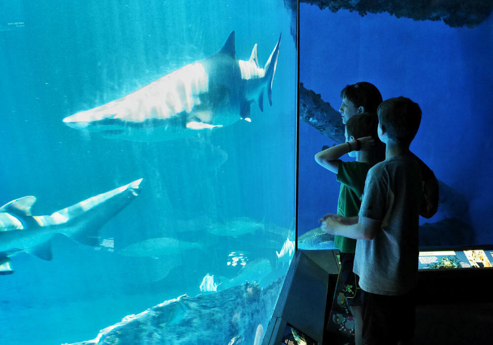 The whole family will enjoy an afternoon at the Texas State Aquarium. Photo by Daniel Clifton