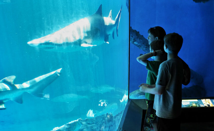 The whole family will enjoy an afternoon at the Texas State Aquarium. Photo by Daniel Clifton