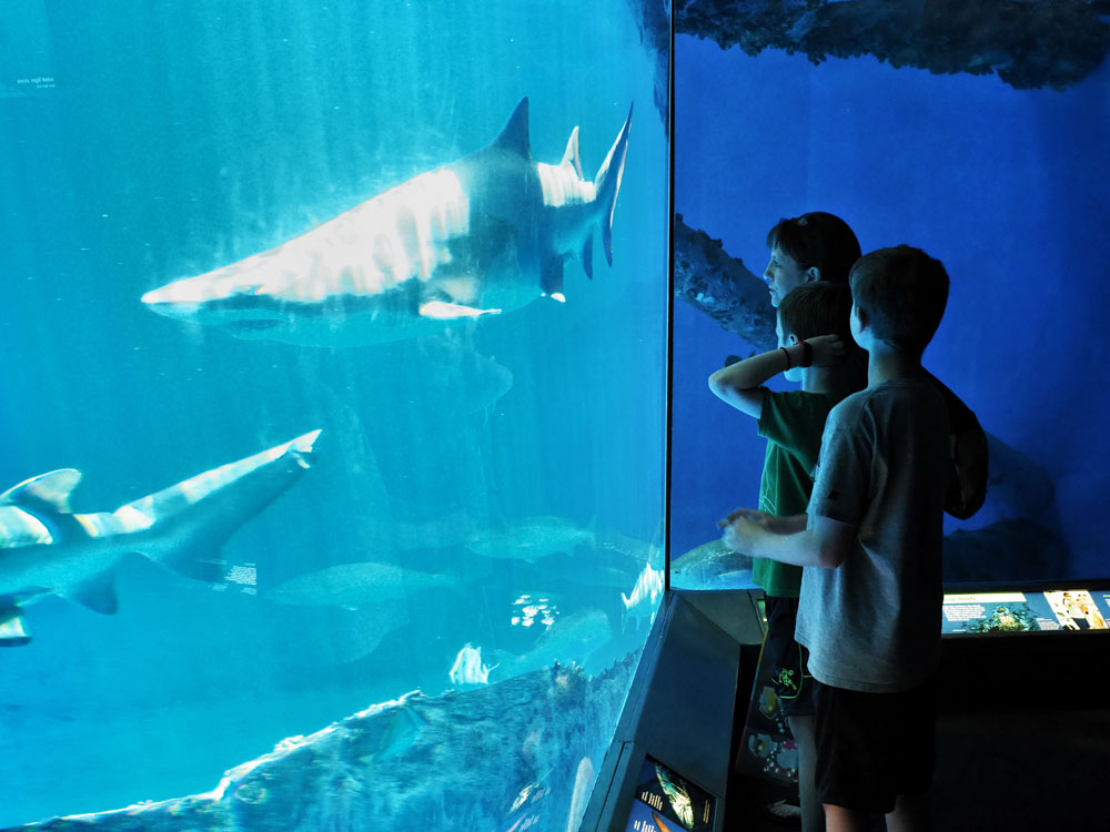 The whole family will enjoy an afternoon at the Texas State Aquarium. Photo by Daniel Clifton