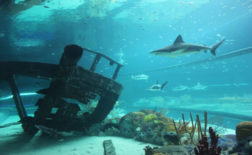 The Texas State Aquarium's Caribbean Journey opens in Corpus Christi May 13. The stunning new additions to the aquarium almost double its size. Courtesy photo