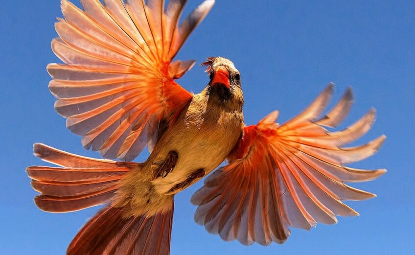 A northern cardinal, just one of the many birds you could encounter at the Birdiest Festival in America at the South Texas Botanical Gardens in Corpus Christi. Courtesy photo