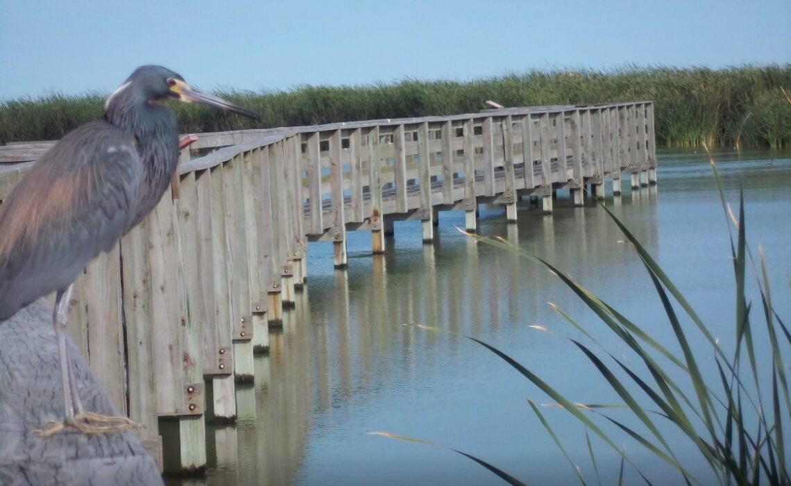 The Leonabell Turnbull Birding Center before it was destroyed by Hurricane Harvey in August 2017. The new boardwalk will be 2 feet higher and built of a sturdy, fiberglass-reinforced material rather than wood. Courtesy photo