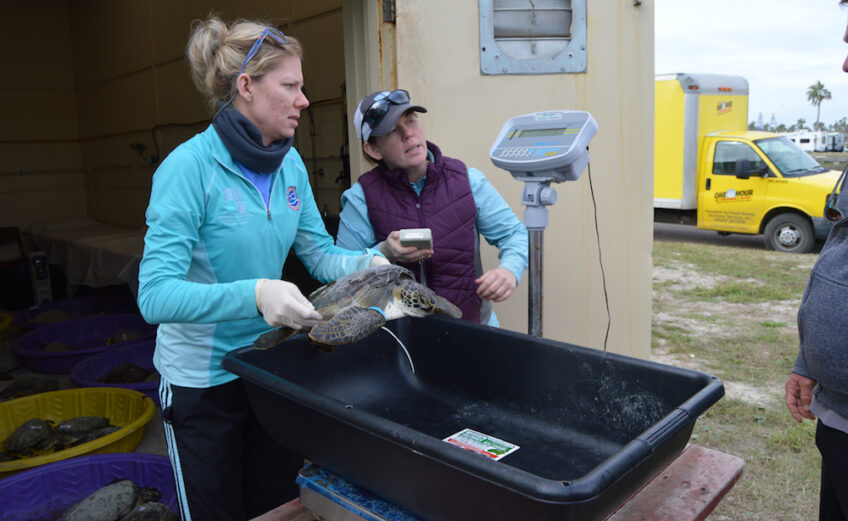 Nicole Pringle, volunteer coordinator at the Amos Rehabilitation Keep in Port Aransas, holds a cold-stunned green sea turtle while education specialist Amanda Taylor reads off the PIT tag identification number. A major cold-stun event occurred Jan. 2. Close to 250 green sea turtles were brought to the Amos Rehabilitation Keep. Courtesy photo