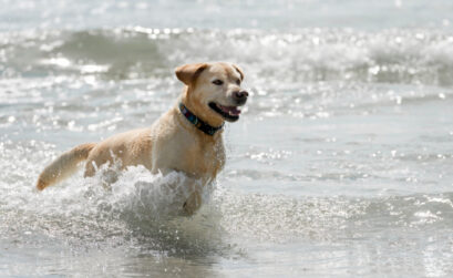 While the beach is a great place to cool off for animals and humans, make sure to take plenty of water for both and do any running along the surf line. Hot sand can burn paws as well as feet.