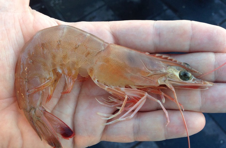 Gulf coast shrimpers land around $400 million a season in pink and brown shrimp. Surveys by NOAA scientists track shrimp populations. That and other data are used to set catch limits each year. Courtesy photo