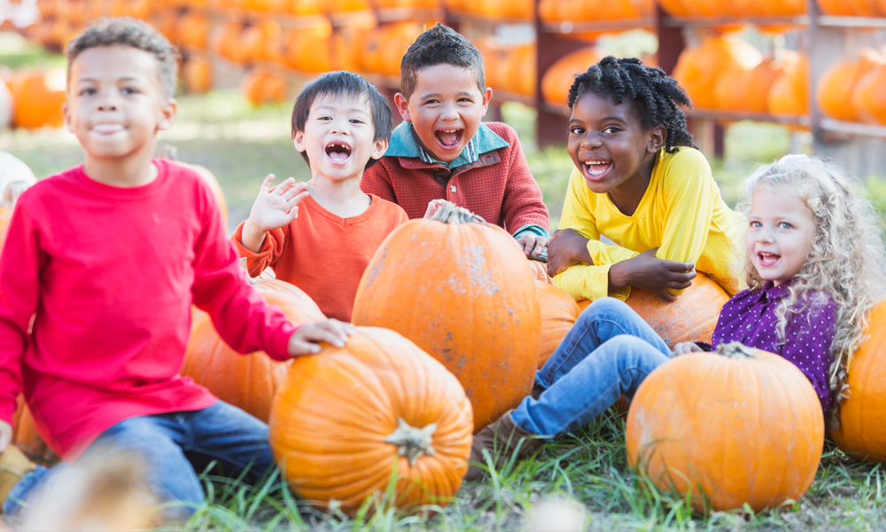 Precisely pick the perfect pumpkin from a pumpkin patch near you.