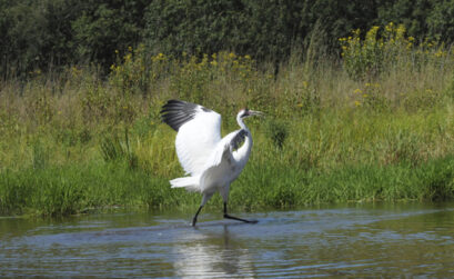 Whooping cranes are the tallest birds in North America and one of the most endangered. About 500 of them call the Aransas National Wildlife Refuge near Corpus Christi home during the winter months. Courtesy photo