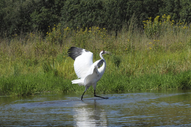 Whooping cranes are the tallest birds in North America and one of the most endangered. About 500 of them call the Aransas National Wildlife Refuge near Corpus Christi home during the winter months. Courtesy photo