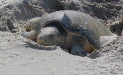 A mother sea turtle laying eggs on a North Padre Island beach near Corpus Christi. Sea turtle nesting season peaks in May. Hatchling releases begin at Padre Island National Seashore in June but might be restricted this year due to the coronavirus pandemic. Courtesy photo