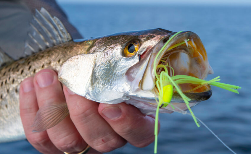 A speckled trout recently caught in the Gulf of Mexico. A popular game fish for saltwater anglers along the Texas coast, the speckled trout bag limit is five fish per person as of September 1, 2019.