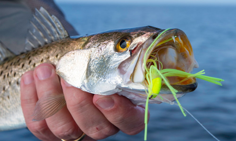 A speckled trout recently caught in the Gulf of Mexico. A popular game fish for saltwater anglers along the Texas coast, the speckled trout bag limit is five fish per person as of September 1, 2019.