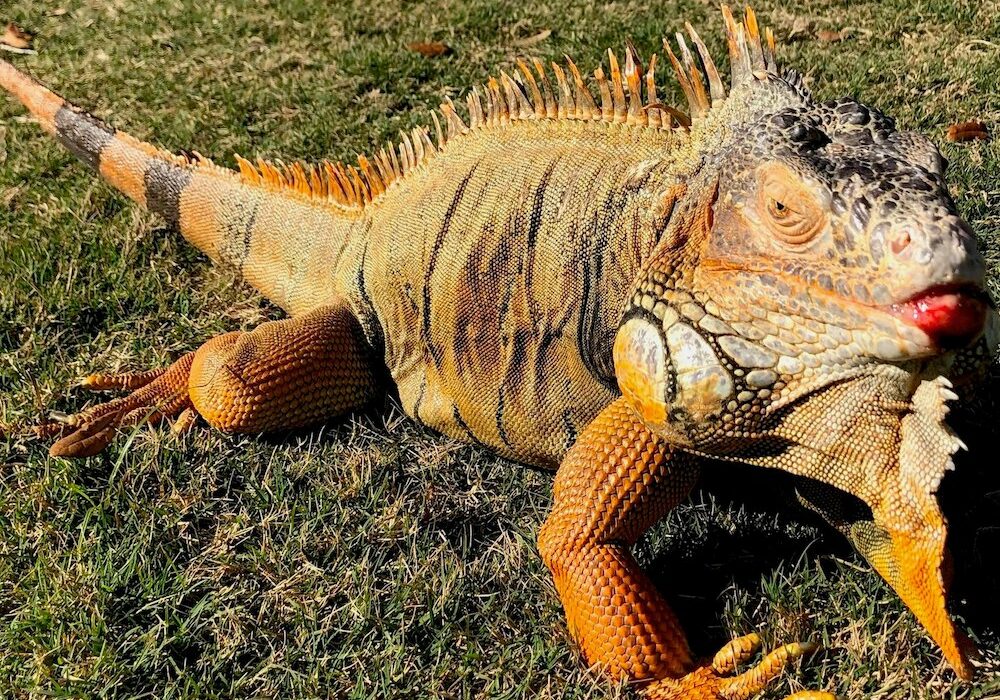 Ivan the iguana enjoys his newly renovated home at South Texas Botanical Gardens & Nature Center, 8545 S. Staples St. in Corpus Christi. The garden reopened to visitors in June. Courtesy photo