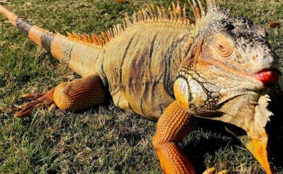 Ivan the iguana enjoys his newly renovated home at South Texas Botanical Gardens & Nature Center, 8545 S. Staples St. in Corpus Christi. The garden reopened to visitors in June. Courtesy photo