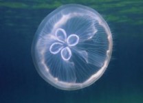 Discover the eerie world of jellyfish at the Texas State Aquarium.