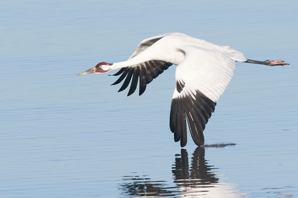 The population of the endangered whooping crane is growing in size. A record number of the majestic bird is migrating to the Coastal Bend, where it winters in the Aransas National Wildlife Refuge.