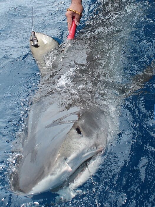 Sharks in the Gulf of Mexico are tagged with the latest in satellite equipment to track their movements. OCEARCH and the Harte Reserach Institute at Texas A&M- Corpus Christi launched a month-long tagging expedition in October in Corpus Christi. Courtesy Photo