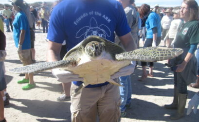 More than 200 rehabilitated turtles were released at the Padre Island National Seashore after the winter of 2015-2016. Photo by Suzanne Freeman