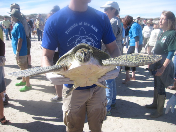 More than 200 rehabilitated turtles were released at the Padre Island National Seashore after the winter of 2015-2016. Photo by Suzanne Freeman