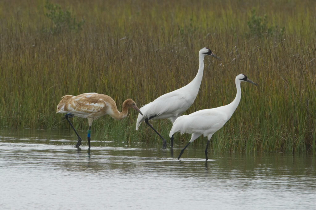 Two adult whooping cranes and a chick at Aransas National Wildlife Refuge near Corpus Christi. The younger birds are known by their rust-colored feathers. Courtesy photo TPWD