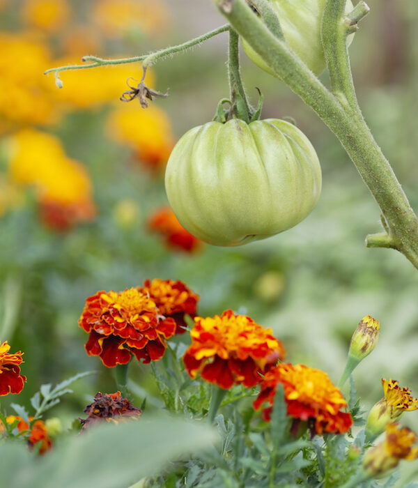 Companion planting helps fight pests in your garden. For example, marigolds protect tomatoes from aphids, giving the fruit a chance to ripen to perfection.