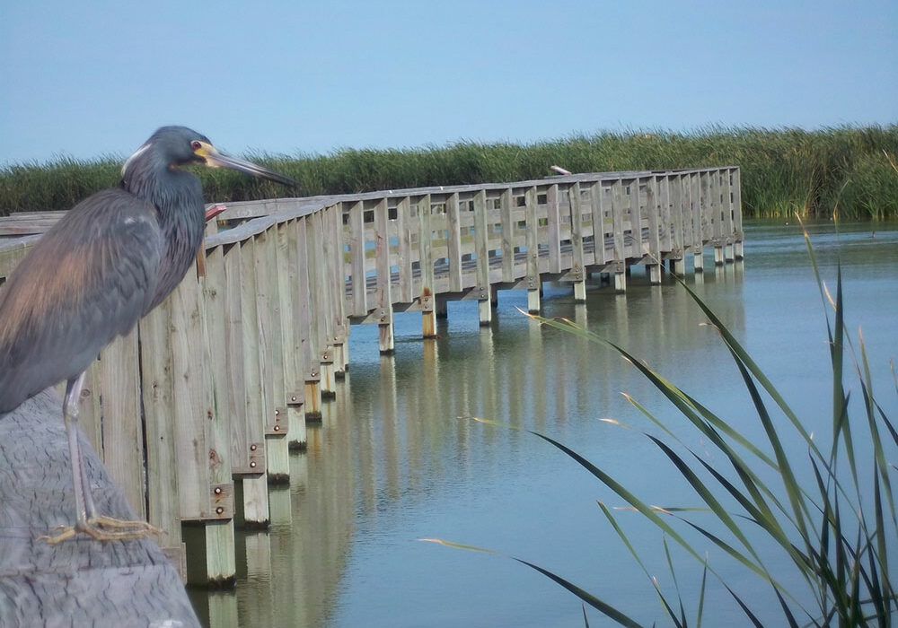 The Port Aransas Nature Preserve offers prime birdwatching opportunities. Courtesy photo