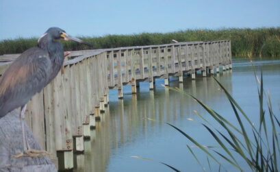 The Port Aransas Nature Preserve offers prime birdwatching opportunities. Courtesy photo