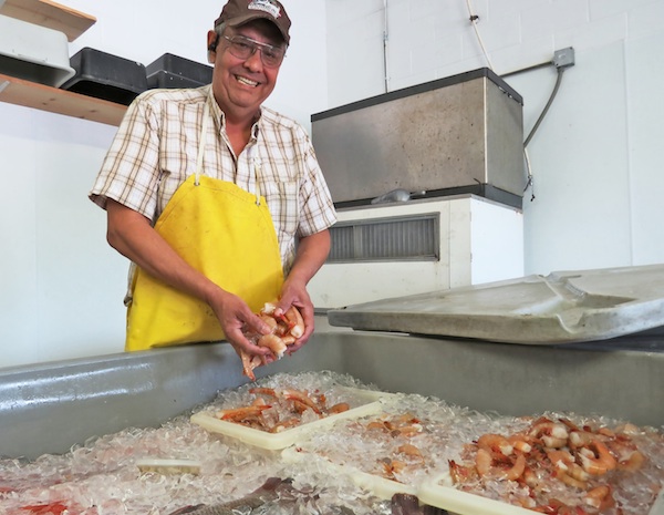 Morgan Street Seafood owner Charlie Alegria holds up freshly caught gulf brown shrimp. Prices are steady at his shop at 1602 Morgan Ave. in Corpus Christi, where he only sells local products. No imports, said Alegria, whose family has been in the shrimp business for 60-plus years. Staff photo