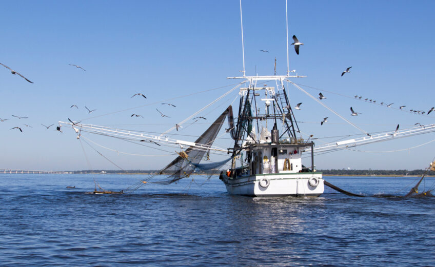 A shrimp boat in the Gulf of Mexico during the shrimping season. The Texas Parks and Wildlife Department closes shrimp season for 45-90 days each year, depending on studies of shrimp size and emigration from bays and estuaries to the Gulf.